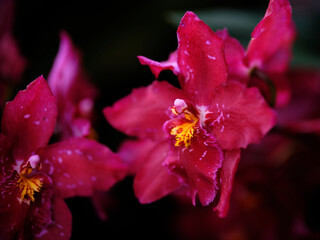 Vibrant red orchids bloom in lush greenery, showcasing delicate petals and intricate details in tranquil surroundings