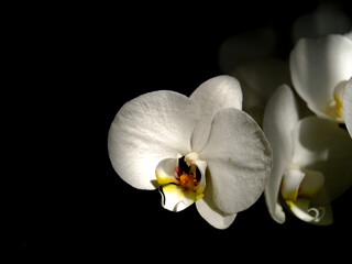 Elegant white orchid blooms softly illuminated against dark background in quiet setting