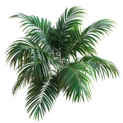 Vibrant palm tree leaves isolated against a clean transparent background showcasing lush tropical greenery, leaves of palm tree isolated on transparent backgroundfile