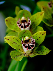 Obraz premium Vibrant green orchids with unique patterns blooming in a lush garden setting