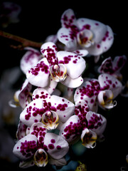 Orchids in bloom display intricate patterns of purple and white in natural light