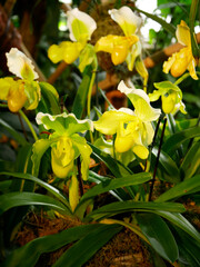 Various blooming Phalaenopsis collector's orchids displayed in a botanical garden. The vibrant flowers — in shades of yellow — create an elegant and exotic floral composition.