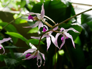 Blooming collector's orchids displayed in a botanical garden. The vibrant flowers — in shades of  pink, and purple — create an elegant and exotic floral composition.