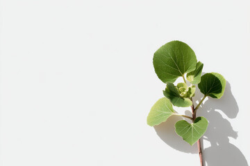 Obraz premium serene green monday scene featuring single vibrant plant against pristine white backdrop