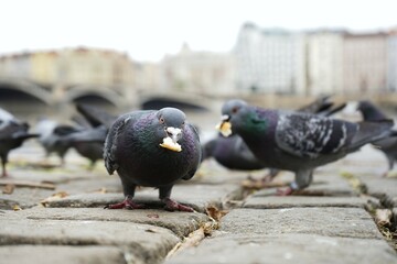 Two pigeons holding pieces of bread in their beaks with the Dancing House in Prague in the background. A playful urban moment combining wildlife and iconic modern architecture.

