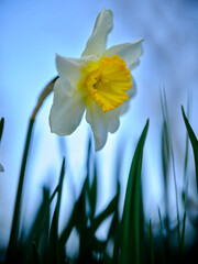 Daffodil blooming in the bright blue sky during early spring in a lush garden setting