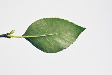 Close-up of a single, vibrant green leaf on a twig against a plain background.  A young leaf showcases delicate veins and a smooth texture