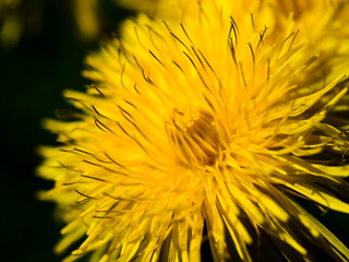 Bright yellow dandelion flower blooms in spring sunlight showcasing intricate details of petals