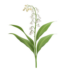 Fototapeta premium Beautiful lily of the valley flower with delicate transparent blossoms and vibrant green leaves against a transparent background, lily of the valleys flower isolated on transparent background
