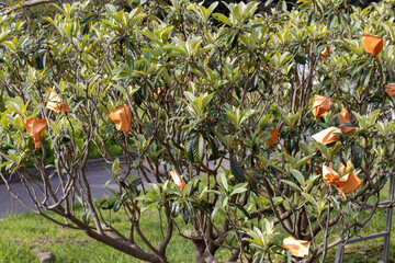 袋掛けされた琵琶の木