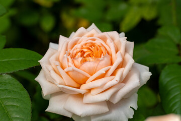 薄いオレンジ色のバラ
