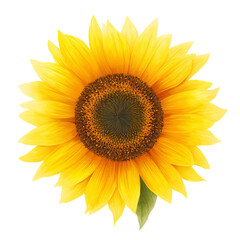 Fototapeta premium A vibrant, fully bloomed sunflower with bright yellow petals and a dark brown center, exuding warmth and beauty. It has a single green leaf