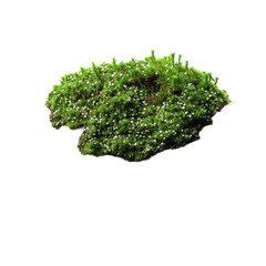 Fototapeta premium Green moss growing on a stone with a transparent background, showcasing natures resilience and beauty, Green moss on stone transparent background