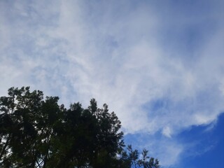 Obraz premium Tall trees silhouetted against a bright sky filled with soft, scattered clouds and patches of deep blue. 