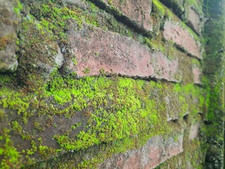 Moss-covered red brick walls showing signs of age and moisture, with vibrant green patches growing in the crevices.
