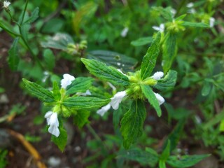 Close-up of a green leafy plant with small white flowers blooming among dense foliage in a natural setting.
