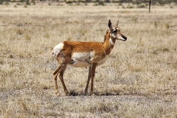 Lone Pronghorn Antelope Standing near Buckhorn Wash in Central Utah.