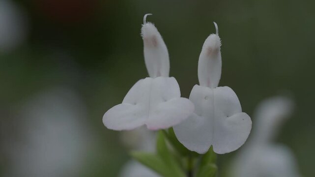 Tokyo,Japan - May 11, 2025:Closeup of salvia microphylla or cherry sage or baby sage in full bloom in the Morning