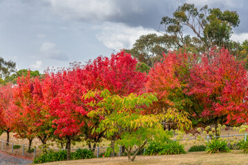 Naklejka premium Autumn foliage on the tree lined rural driveway