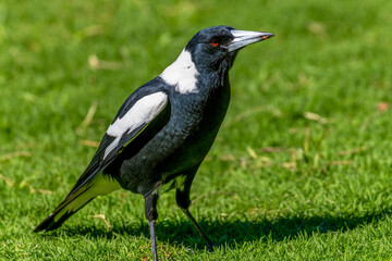 Australian Magpie foraging in the grass