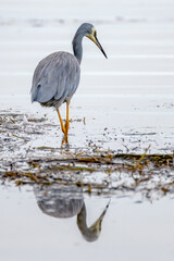 White-faced Heron and reflection in the lake