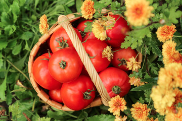 Tomato fresh harvest in basket close-up top view in green grass and flowers on sun in sunlight. Harvesting organic freshly harvested ripe red tomatoes in garden