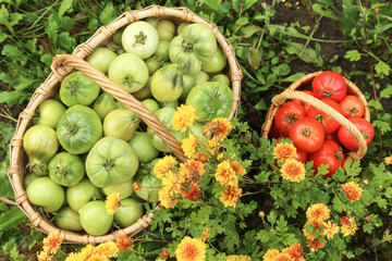 Freshly harvested colorful red green tomato in garden. Organic tomatoes vegetables harvest in basket. Top view