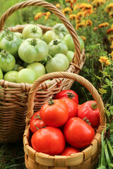 Harvesting red green tomato in garden. Organic tomatoes vegetables harvest in basket close up