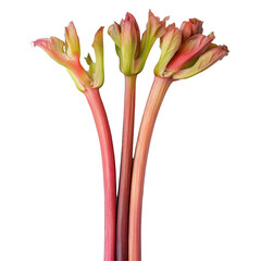Fresh rhubarb stalks arranged on a transparent background, showcasing their vibrant colors and textures, Rhubarb stalks on transparent background