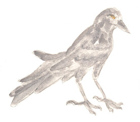 Bird, raven, jackdaw. Watercolor illustration, hand drawn modern freehand new