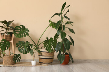 Different Monstera houseplants on floor near beige wall in room
