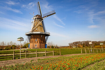 Holland Windmill with Blooming Tulips at Windmill Island Gardens