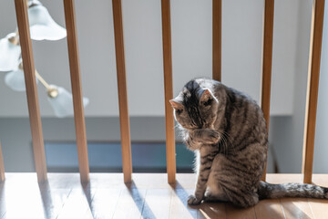 フローリングで毛繕いする可愛い猫　サバトラ猫