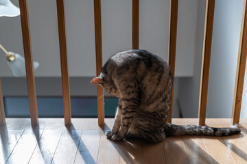 フローリングで毛繕いする可愛い猫　サバトラ猫