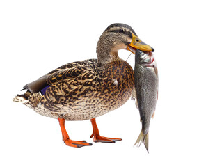 Fototapeta premium A mallard duck triumphantly holding a fish in its beak, showcasing its natural hunting abilities