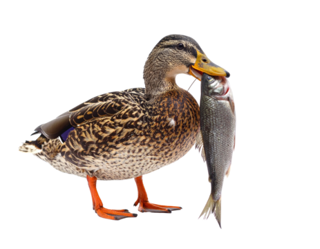 A mallard duck triumphantly holding a fish in its beak, showcasing its natural hunting abilities