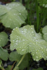 water drops on a leaf