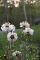 dandelions in a meadow