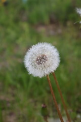 A single dandelion on green background