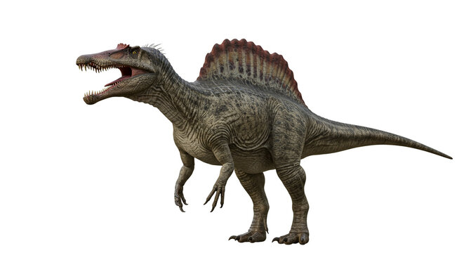 Isolated spinosaurus with open mouth showing teeth and large sail on back standing on white backdrop