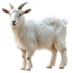 Obraz premium Majestic white goat, pristine and serene, a symbol of rural charm and pastoral elegance