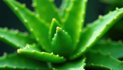 Close-up of a lush aloe vera plant, showcasing its thick leaves and soothing gel , treatment, green plant