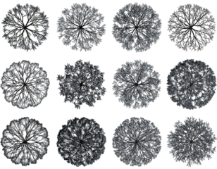 Aerial Canopy Variations: An Abstract Study of Tree Crowns Against Black Backdrop
