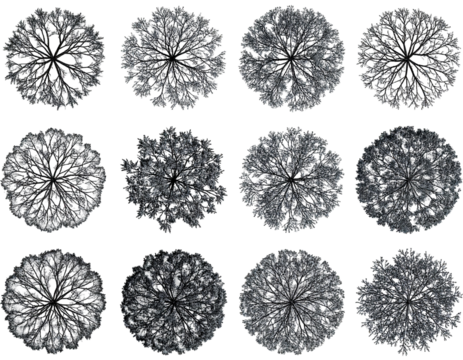 Aerial Canopy Variations: An Abstract Study of Tree Crowns Against Black Backdrop