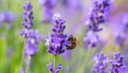 the image presents a close up view of a garden setting, focusing on a cluster of vibrant, purple flowers.  an insect is seen feeding on one of the flower heads, its body poised near the petals
