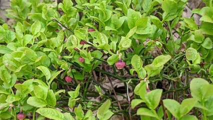 Close-up blooming shrub of wild berry - Common bilberry or Vaccinium myrtillus with fresh green leaves and small flowers growth in spring forest at sunny day. Springtime natural background.