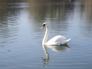 Fototapeta premium White Swan Swimming in Clear Water – Graceful Wildlife Scene