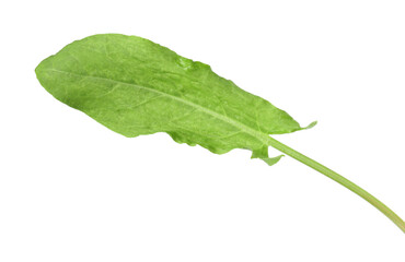 One fresh green sorrel leaf isolated on white