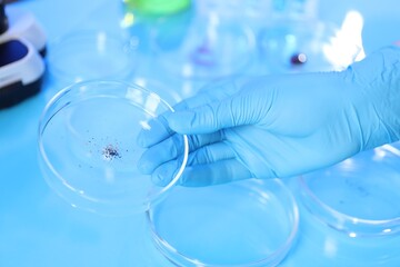 Scientist working with samples in Petri dishes at table in laboratory, closeup