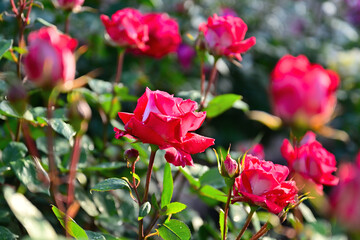 バラ花満開